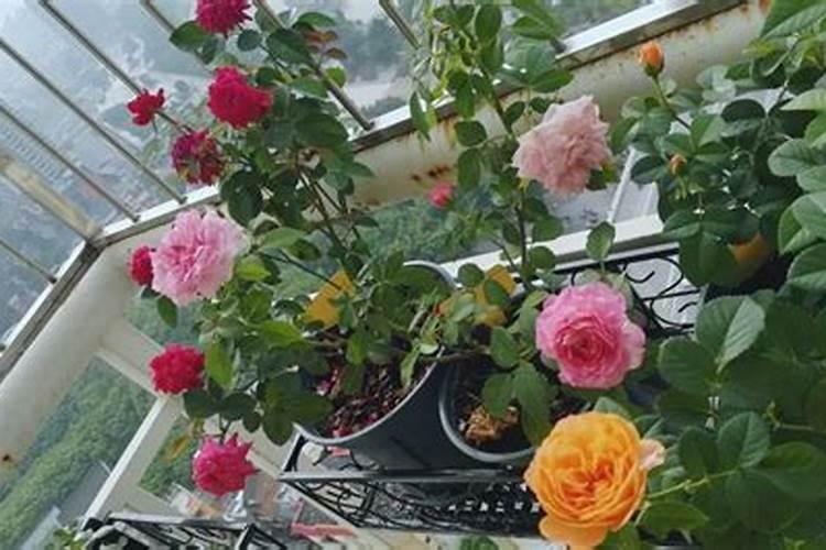 绿植夏天能施肥吗