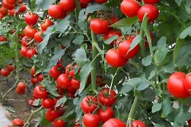 大棚种植西红柿,对水肥的要求都有哪些呢？