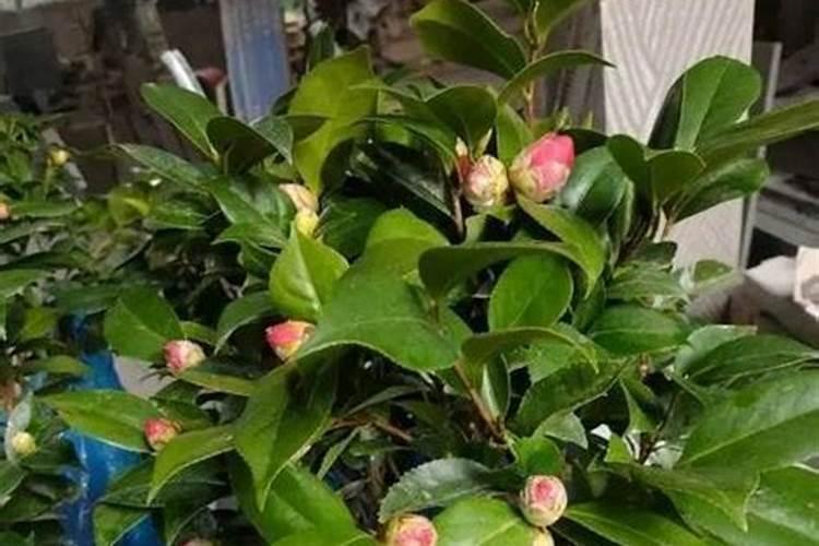 金边瑞香怎么浇水方法