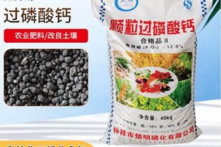 福建漳州芒果苗基地地址