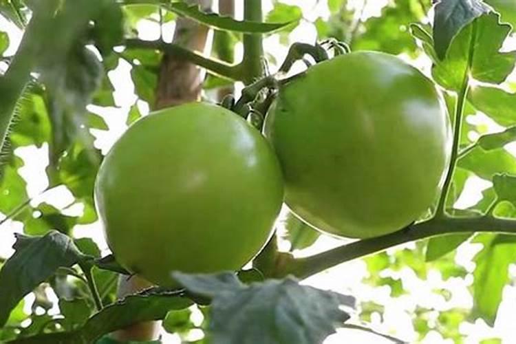 西红柿什么时候浇三水