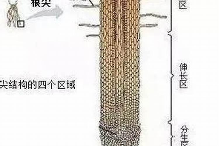 生菜叶片发黄可以喷施蔬菜叶面肥吗