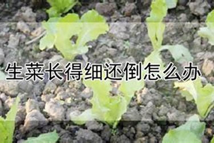 生菜出苗后怎么浇水