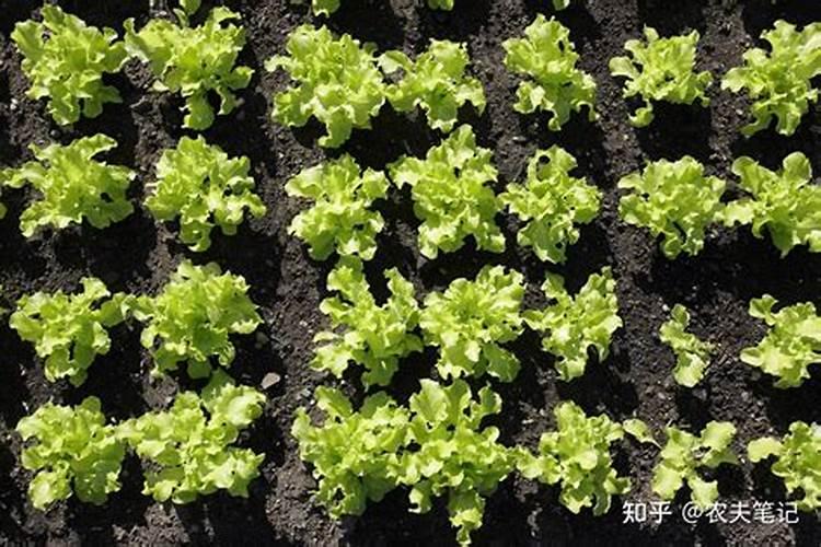 刚出土的菜苗要施肥吗