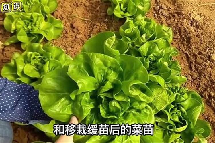 高产优质的生菜种植技巧
