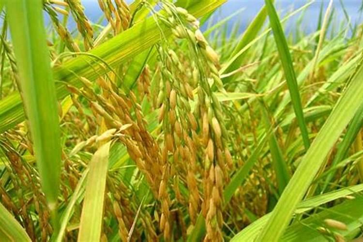 哦黄豆秧能吃尿素吗