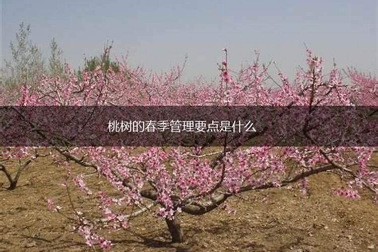 桃树管理打药与施肥