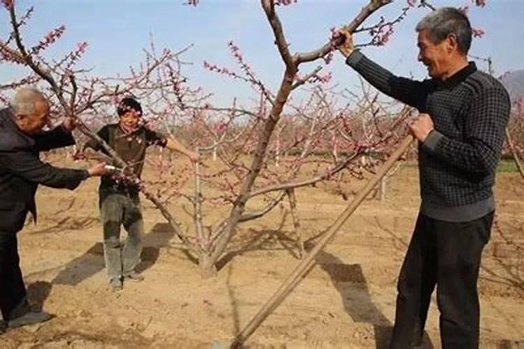 春季桃树,应该做好哪些方面的管理呢？