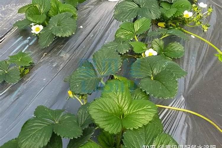 草莓施肥用什么肥料好