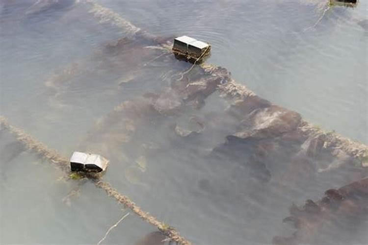 玫瑰花不施肥会怎么样