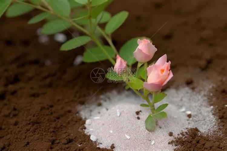 玫瑰花枯萎了怎么救活,更换土壤/控制光照/停止施肥