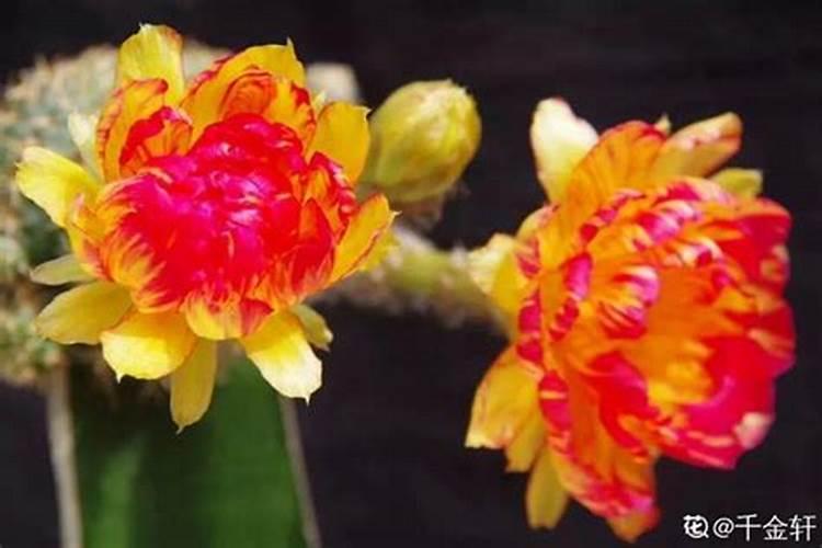 为什么刚买回来的玫瑰花不要晒太阳？