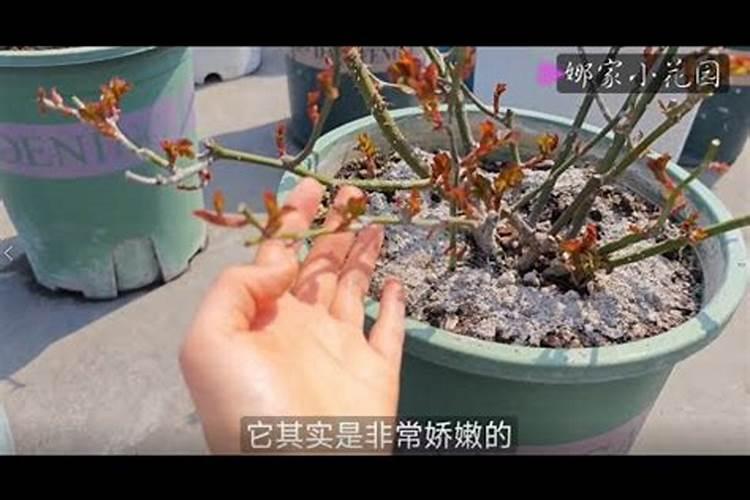 老婆很喜欢月季,怎么才能种好月季呢？