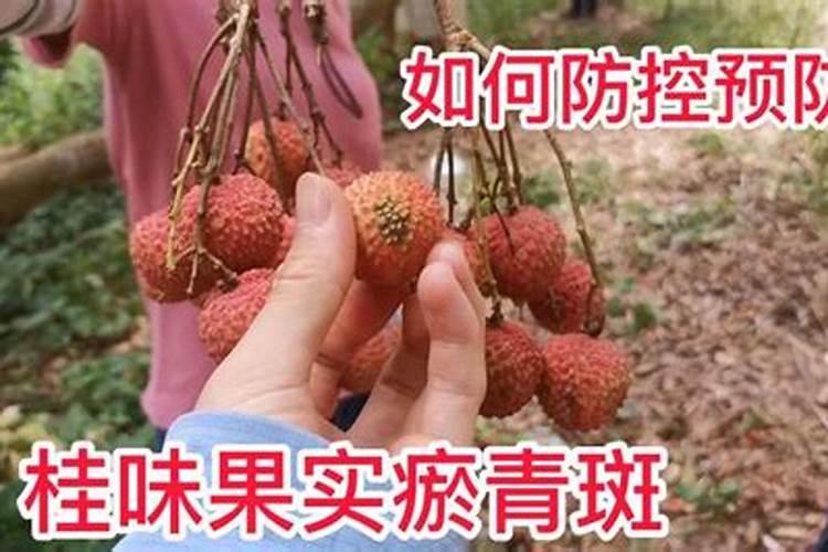 妃子笑荔枝11月嫩叶还没转绿如何处理？