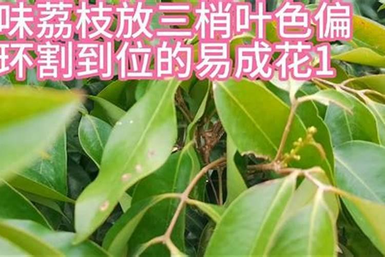 荔枝幼苗用什么肥料好