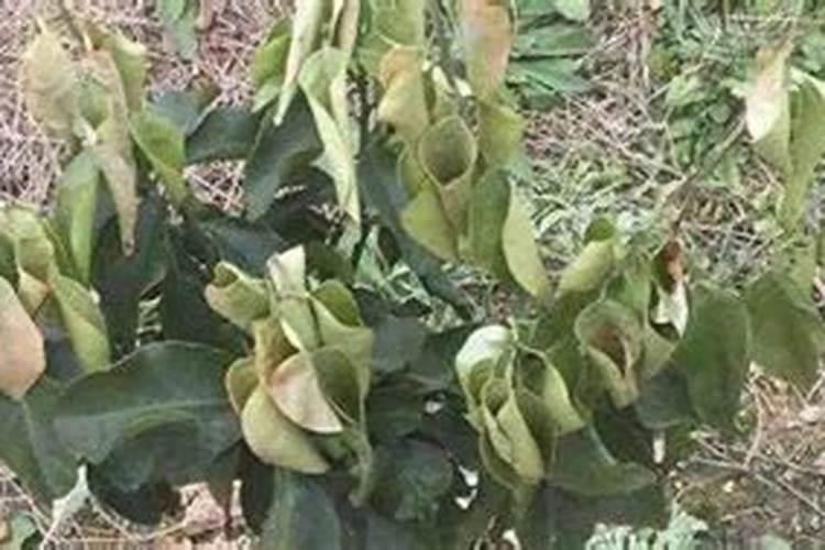 荔枝的合理施肥方法