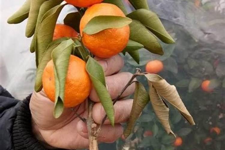 马蹄莲浇水时间,浇水的正确方法和注意事项