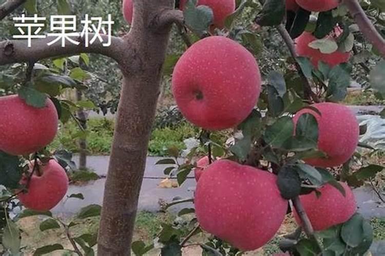 果树几月份施肥好 苹果树的施肥时间