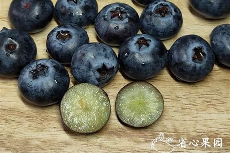 请教大家,无花果根上发的小苗,怎样移植比较容易活,有什么注意事项？