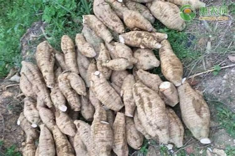 种葛根怎么施肥