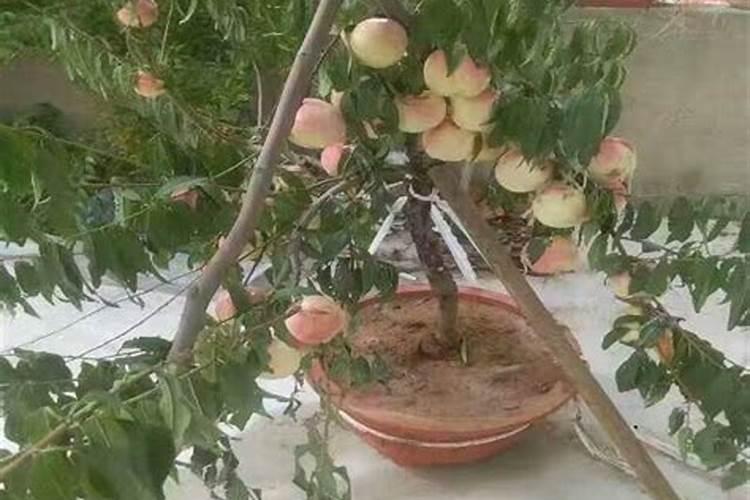 桃树结果时需要施什么肥 桃树结果时需要施什么肥料