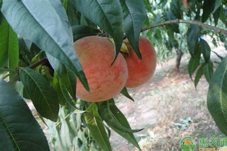 桃树结果时需要施什么肥