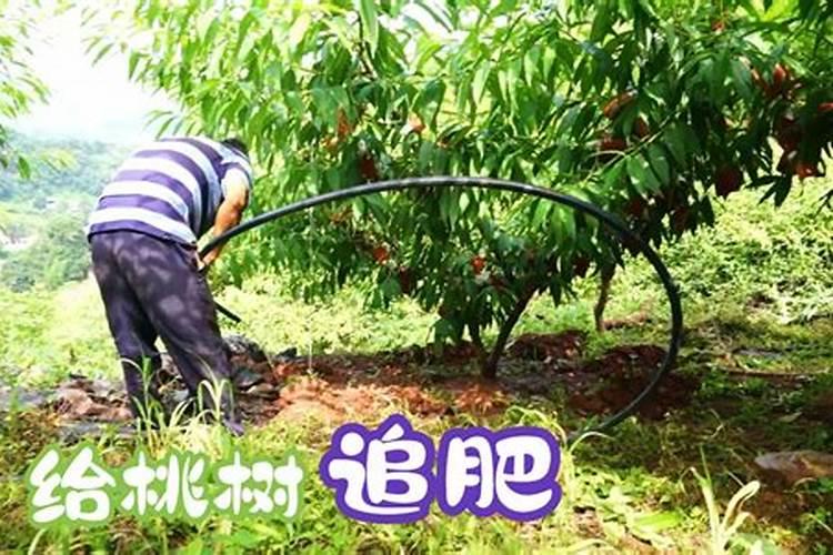 桃树结果时需要施什么肥