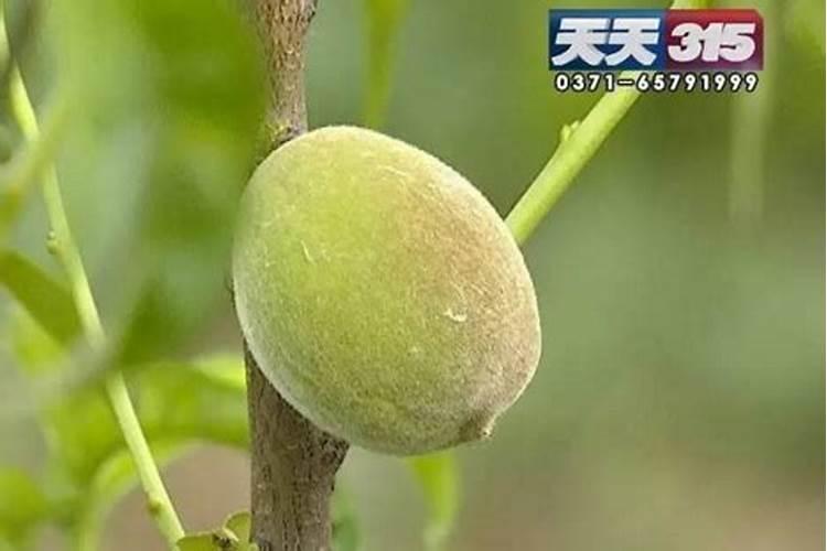 桃树的叶面肥有哪些