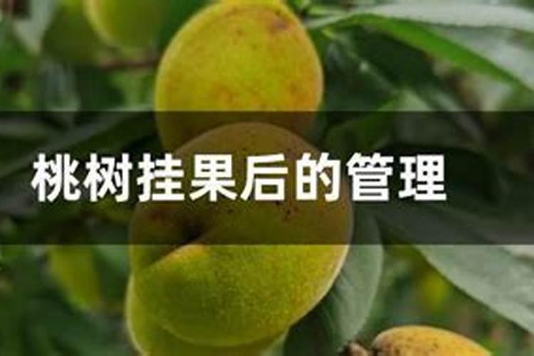 桃树结果时需要施什么肥