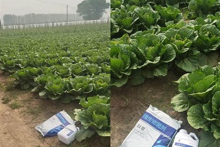 种植玉米时需不需要追肥？玉米在几叶追肥最好？