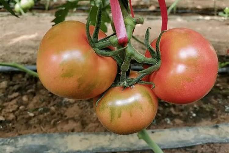 氮、磷、钾三种化肥的区别方法