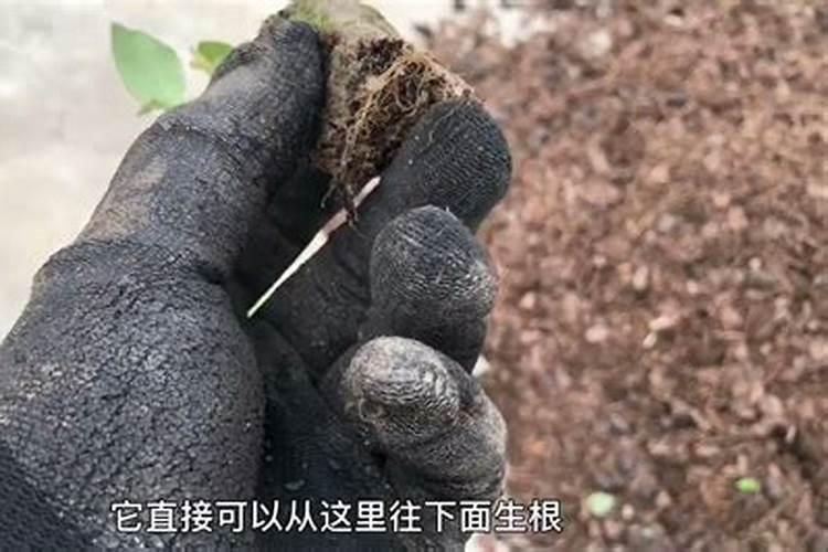 蓝莓苔藓苗植株从下端开始失绿枯萎是怎么回事,有什么补救办法吗