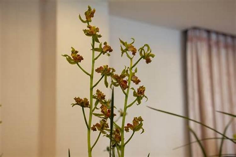 我家新买了好多盆兰花,不知道该怎么养护？冬季种兰花用什么肥料最好？