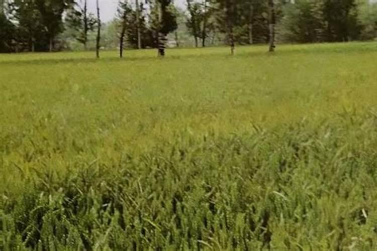 叶面喷施锌肥作用