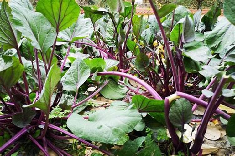 水培营养液能喷叶上吗