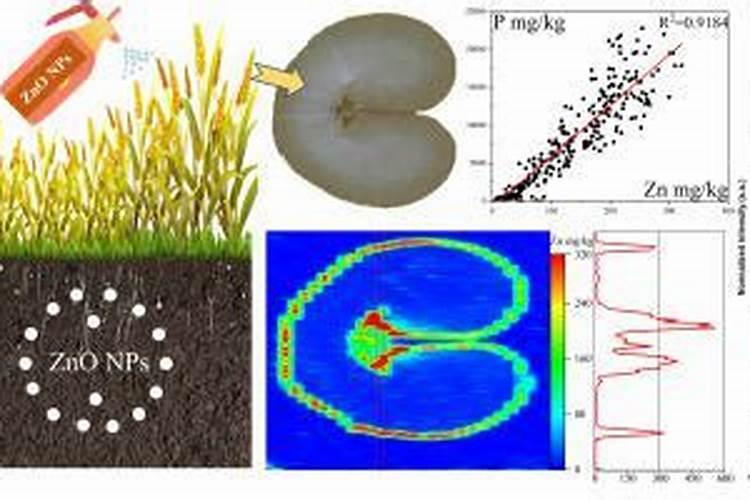 芸苔素抗旱最有效三个方法