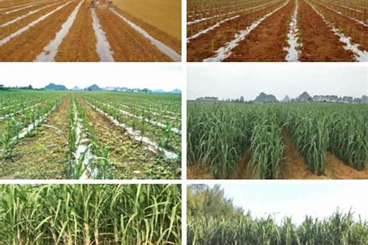 辣椒苗后用什么除草剂 除草剂什么时候打好