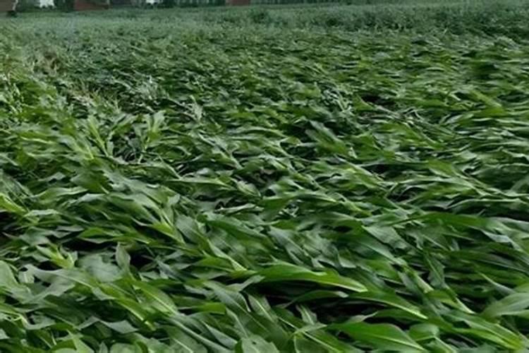 玉米施尿素好还是硝酸磷好？