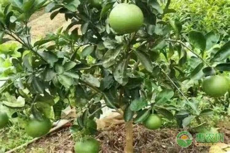 柚子树用什么肥料最好