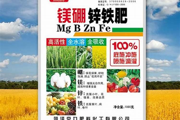 草莓长花苞怎么养护挂果多