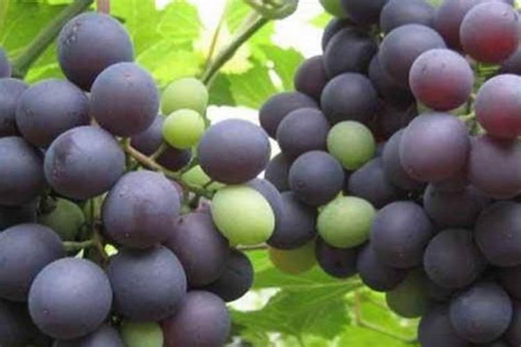 豆角有什么种类？为什么豆角不熟有毒？