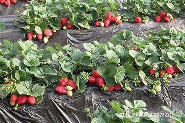 南方马尼拉草秋季用么肥料