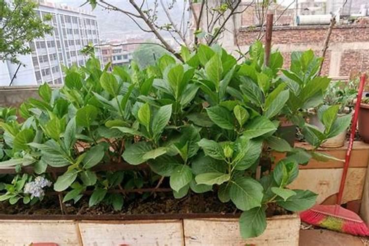 绣球花闷根怎么办