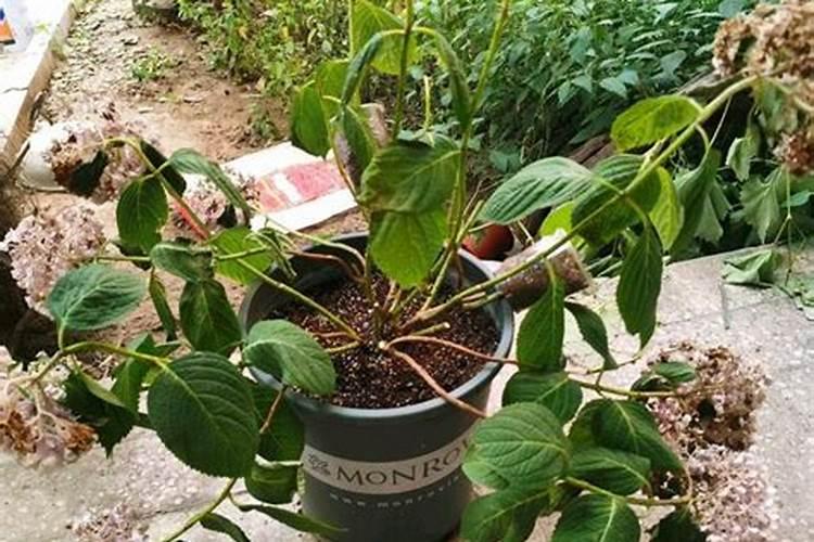 绣球花闷根怎么办