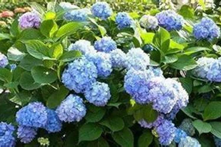 绣球花闷根怎么办