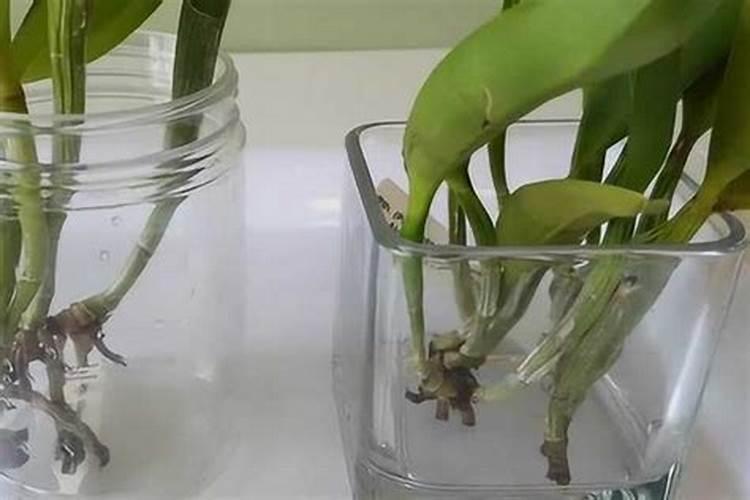 卡特兰怎么浇水施肥