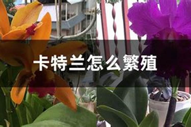 小麦一亩用多少复合肥