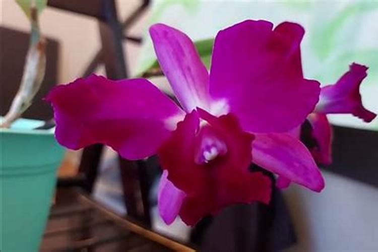 卡特兰如何养护最好呢？