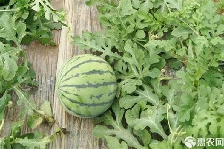 腐植酸肥料使用大忌