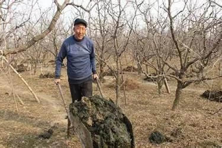 西红柿结果期上什么肥料产量高？西红柿用哪种水溶肥效果好？